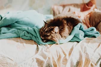 Royalty free bedroom photos | AnyRGB