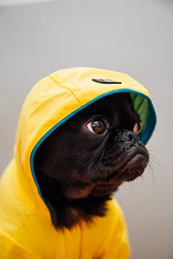 犬 広告 コラージュ ポスター バリ インドネシア 動物 犬歯 哺乳類 ペット 鳥 Anyrgb