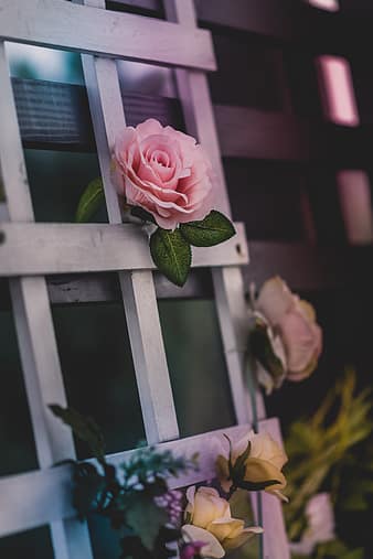 犬 ペット 動物 ネコ ジャー 愛 かわいい壁紙 かわいい背景 可愛い 壁紙 フローラ Anyrgb